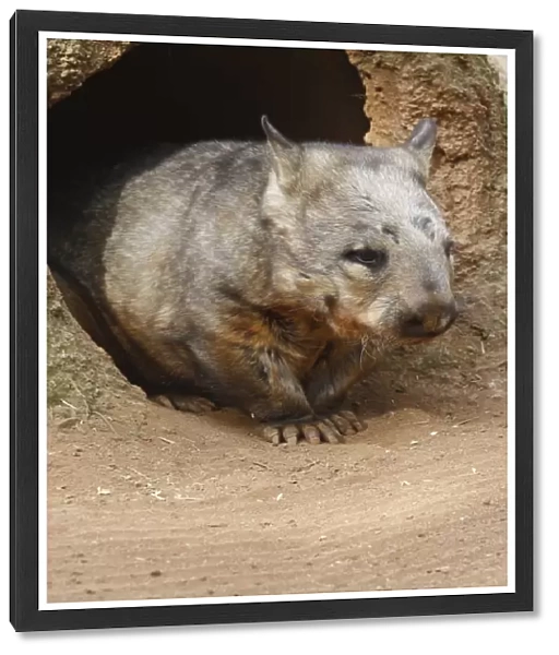 Wombat at burrow, (Vombatus ursinus hirsutus), Australia