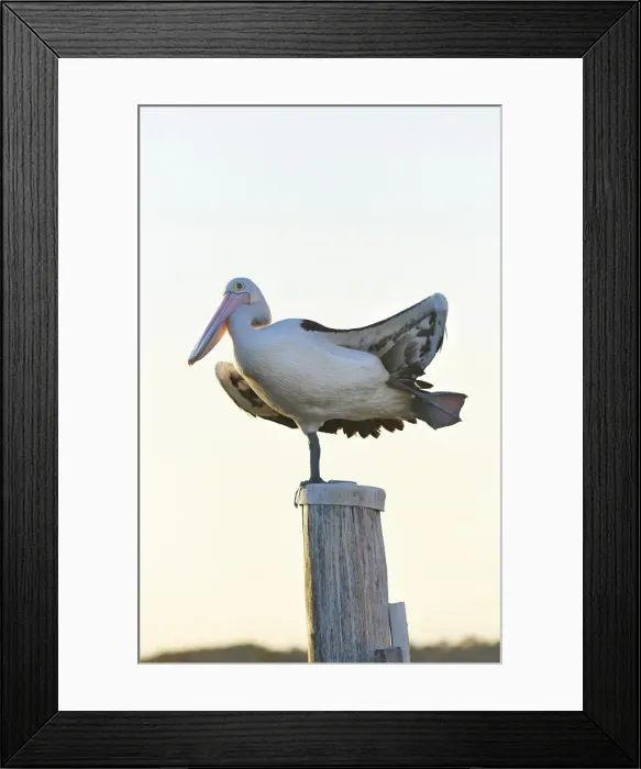 Framed Print : Pelican Framed Print : Pelican