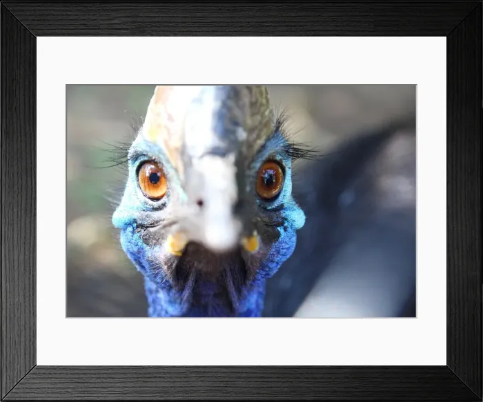 Framed Print : Emu with eyes in focus Framed Print : Emu with eyes in focus