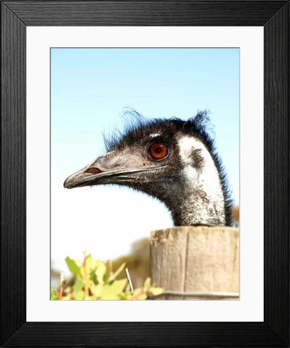 Framed Print : Old emu