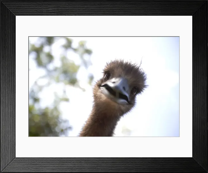 Framed Print : Juvenile Emus (Dromaius novaehollandiae), close-up Framed Print : Juvenile Emus (Dromaius novaehollandiae), close-up