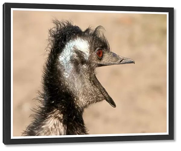 Emu All Emotional