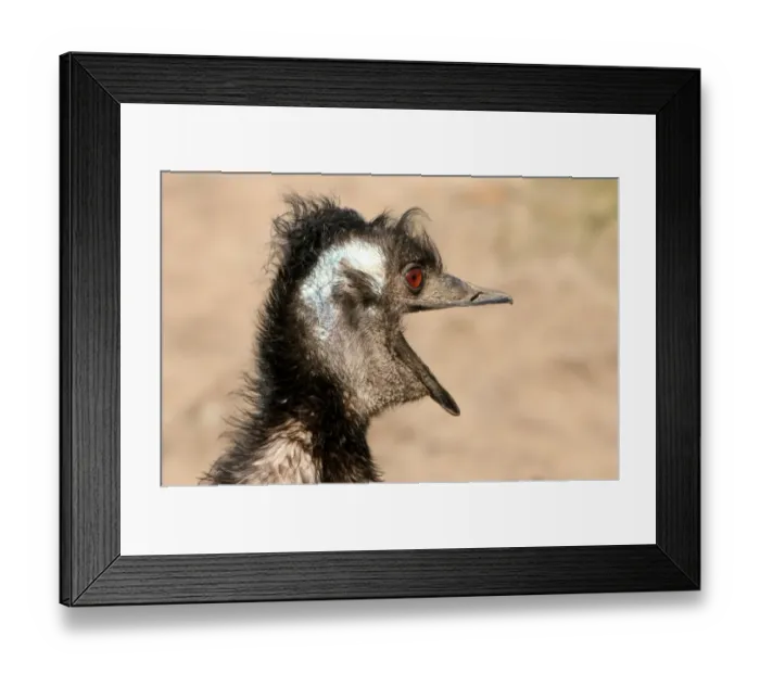 Framed Print : Emu All Emotional