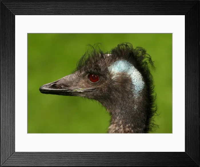 Framed Print : Emu portrait