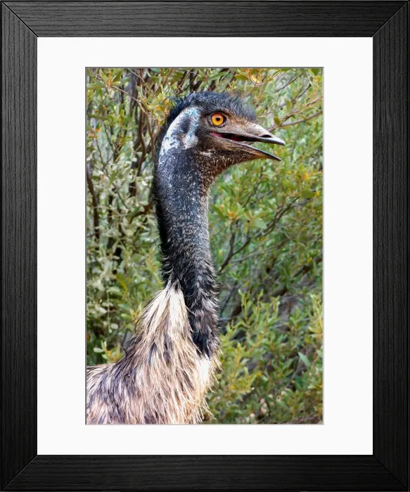 Framed Print : Australian Emu