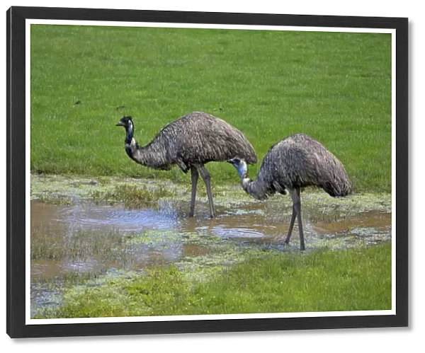 Emu, (Dromaius novaehollandiae), two adults at water, South Australia, Australia