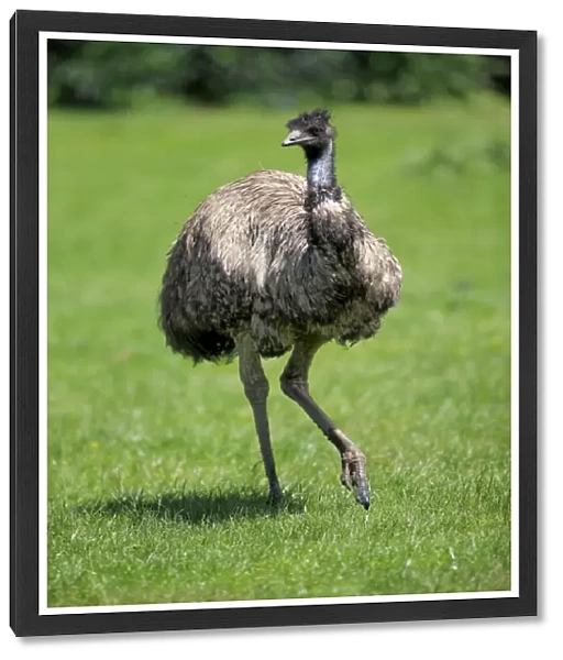 Emu, (Dromaius novaehollandiae), adult, South Australia, Australia