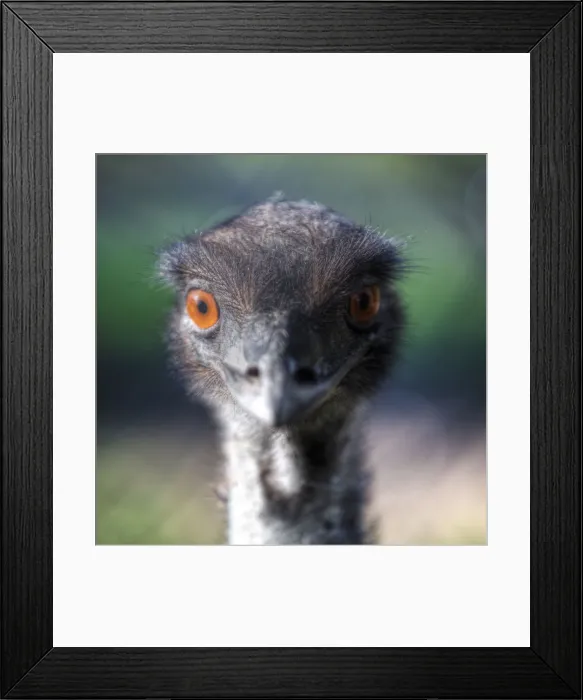 Framed Print : Close up of emu