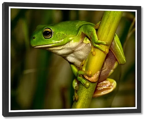Australian green tree frog, litoria caerulea