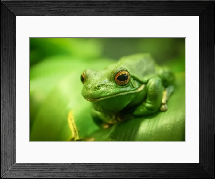 Framed Print : Green Tree Frog