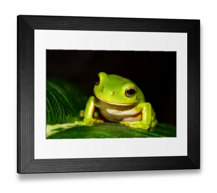 Framed Print : Green Tree Frog Framed Print : Green Tree Frog