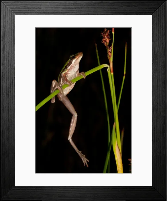 Framed Print : Slender Treefrog, Canning Dam