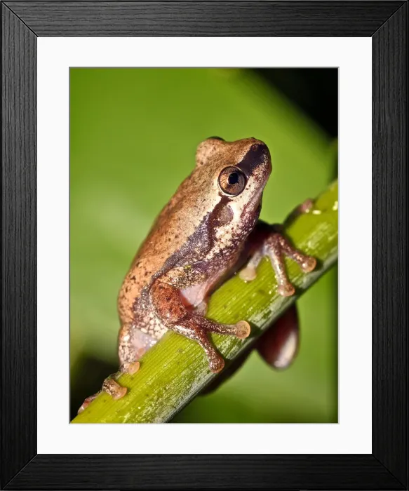 Framed Print : Desert tree frog