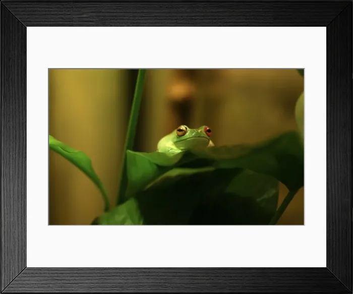Framed Print : Red eyed Tree Frog Framed Print : Red eyed Tree Frog