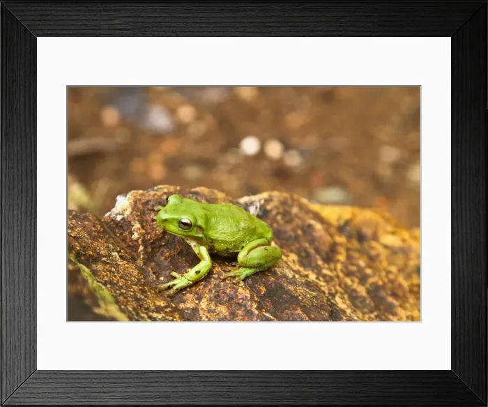 Framed Print : Green frog
