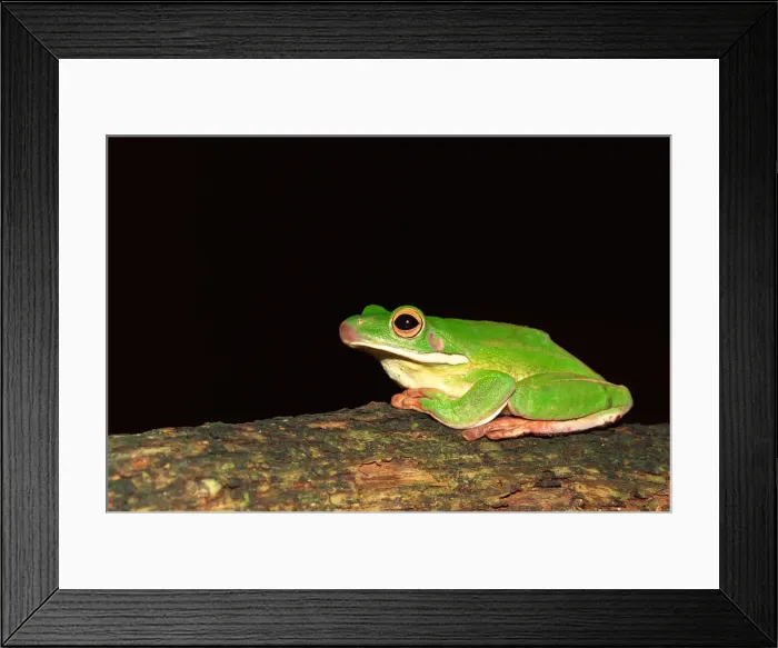 Framed Print : Giant tree frog sitting on a log Framed Print : Giant tree frog sitting on a log