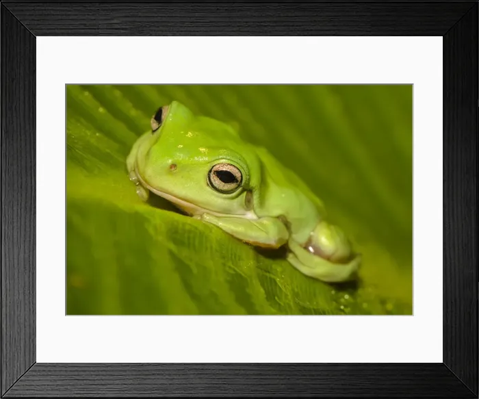 Framed Print : Green Tree frog