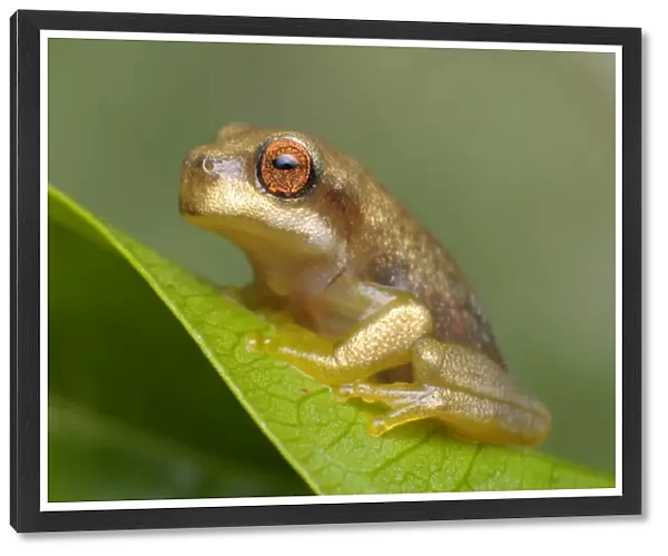 Tree Frog. Tree frogs are usually tiny, as their weight has to be carried by the branches