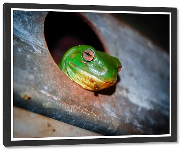 Tree Frog in Kimberley, Australia