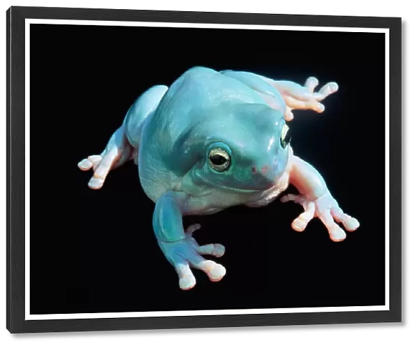 Whites Treefrog or Blue Frog in North & East Australia