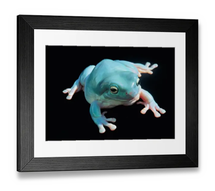 Framed Print : Whites Treefrog or Blue Frog in North & East Australia