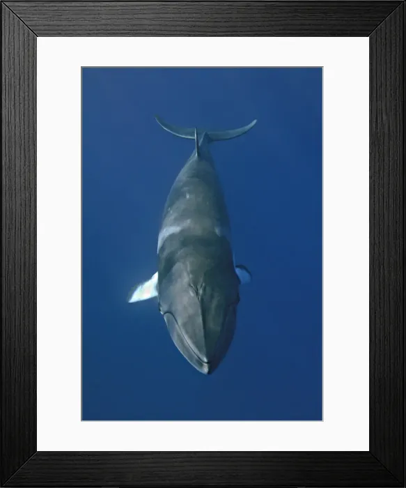 Framed Print : Minke whale
