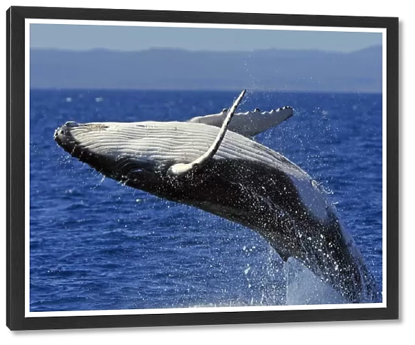 Humpback whale breaching - close-up