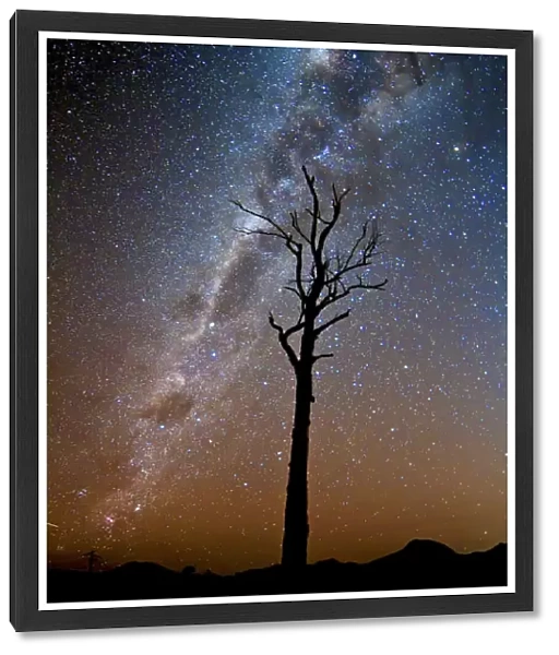 Tree under stars and the Milky Way