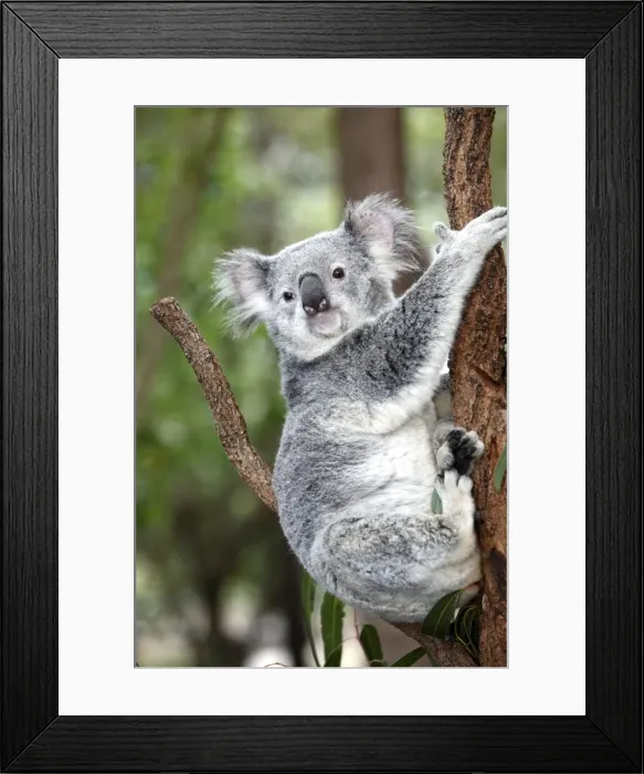 Framed Print : KOALA. Koala Phascolarctos cinereus Queensland