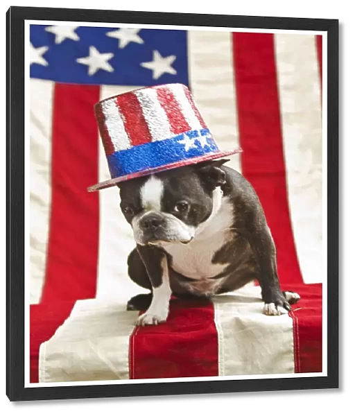 Patriotic Boston terrier dog in hat posing with American flag