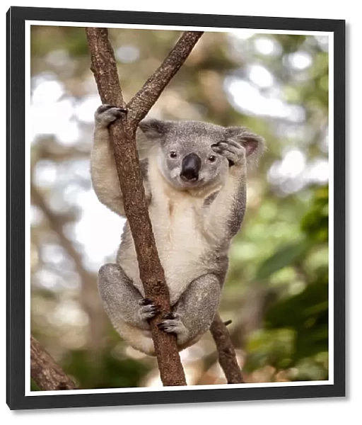 Koala in Queensland, Australia