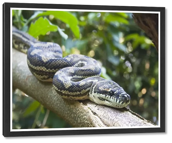 Carpet python on tree branch headshot
