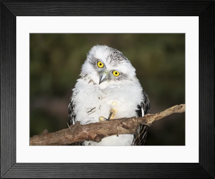 Framed Print : Powerful chick or Ninox strenua