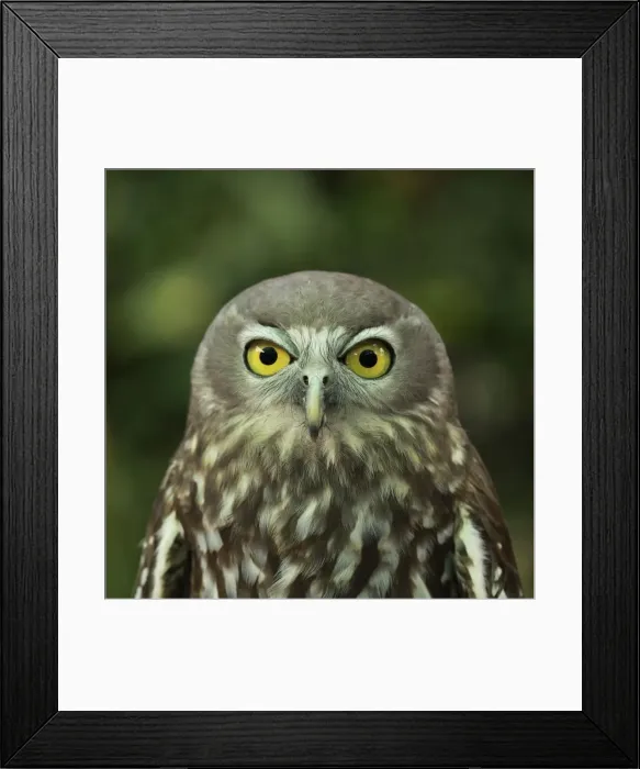 Framed Print : Barking Owl