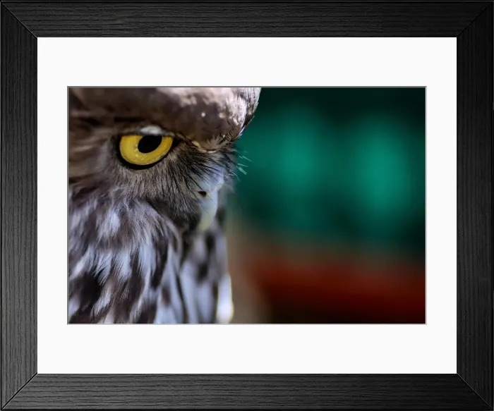 Framed Print : Barking Owl