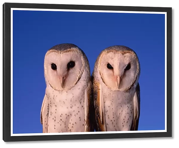 Two Barn Owls (Tyto Alba), Western Australia