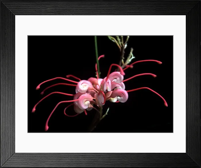 Framed Print : Grevillea rosmarinifolia