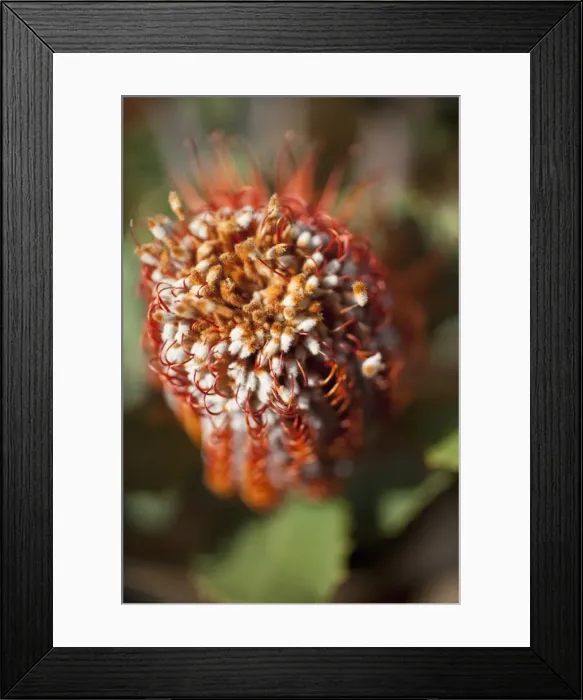 Framed Print : Detail of a Banksia flower Framed Print : Detail of a Banksia flower