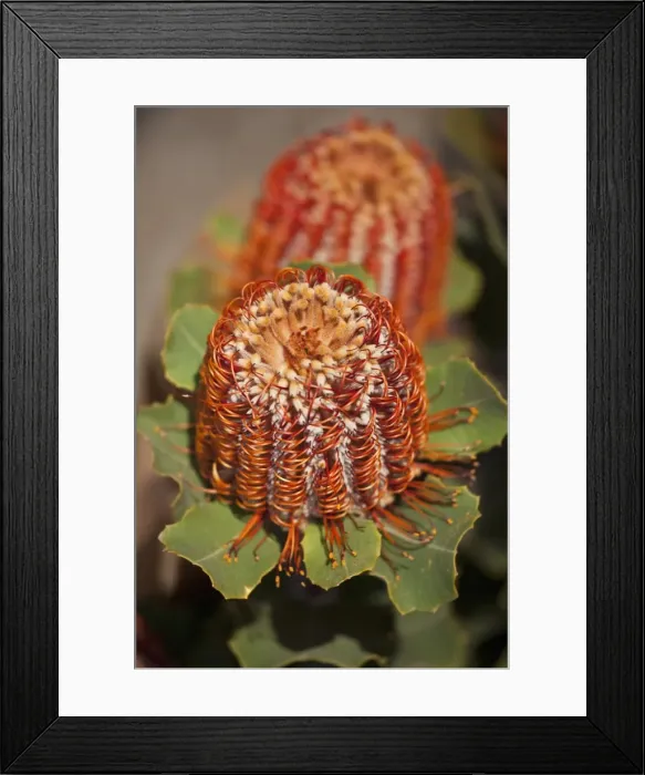 Framed Print : Detail of a Banksia flower Framed Print : Detail of a Banksia flower