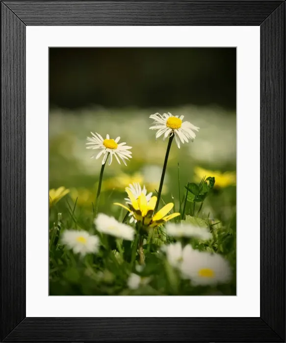 Framed Print : Two small white lawn daisies Framed Print : Two small white lawn daisies