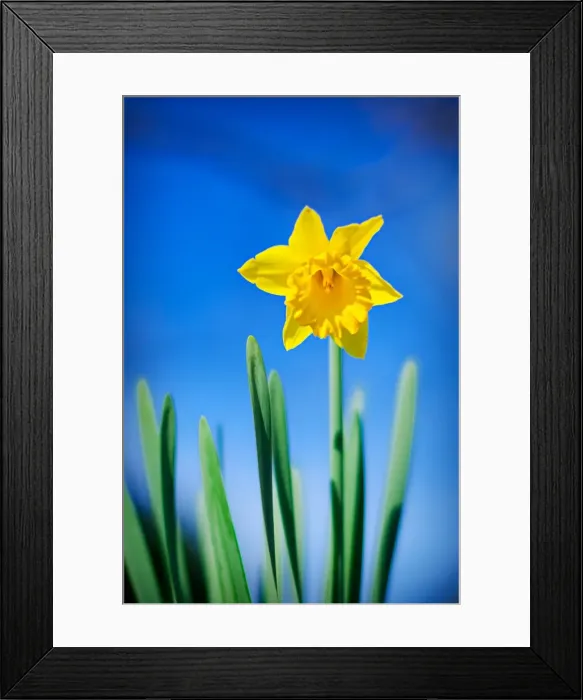 Framed Print : Flowers. Australian Views Botanical: Flowers Framed Print : Flowers. Australian Views Botanical: Flowers