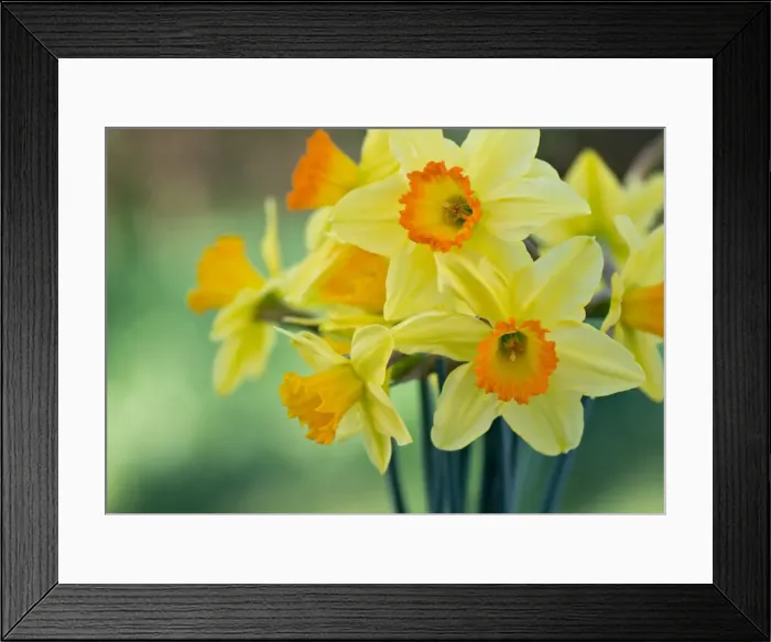 Framed Print : Flowers. Australian Views Botanical: Flowers Framed Print : Flowers. Australian Views Botanical: Flowers