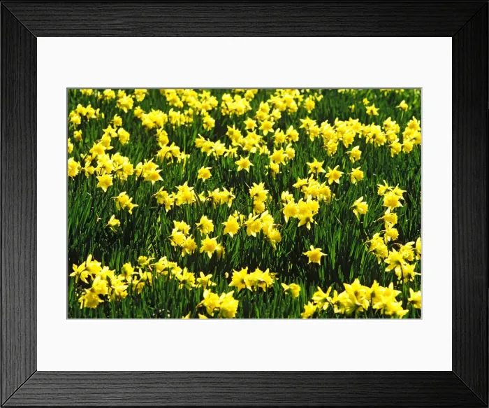 Framed Print : Daffodils in sunlight Framed Print : Daffodils in sunlight