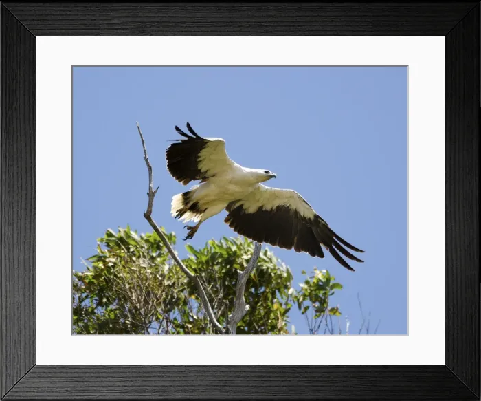 Framed Print : white bellied sea eagle taking off Framed Print : white bellied sea eagle taking off
