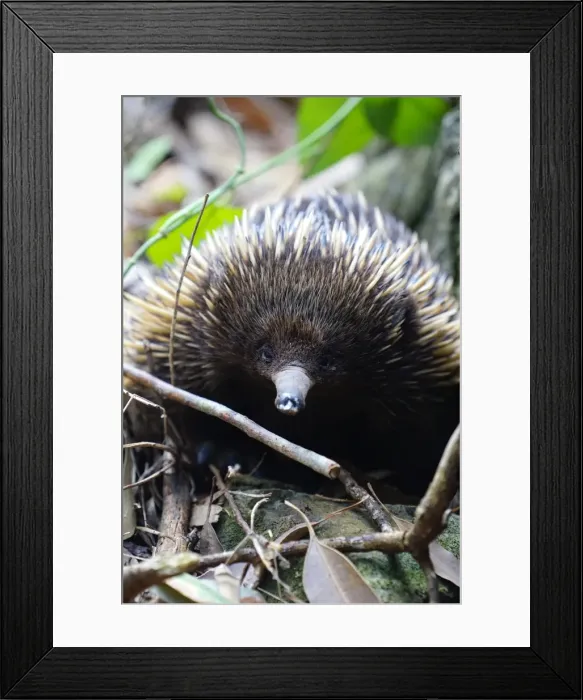 Framed Print : Echidnas Close Up