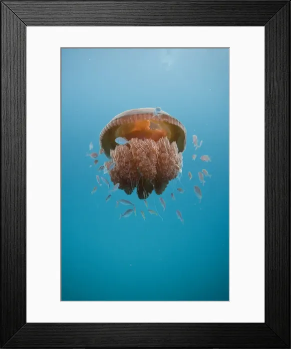Framed Print : Jelly Fish Framed Print : Jelly Fish