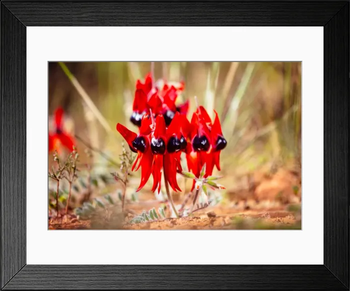 Framed Print : Flowers. Australian Views Botanical: Flowers Framed Print : Flowers. Australian Views Botanical: Flowers