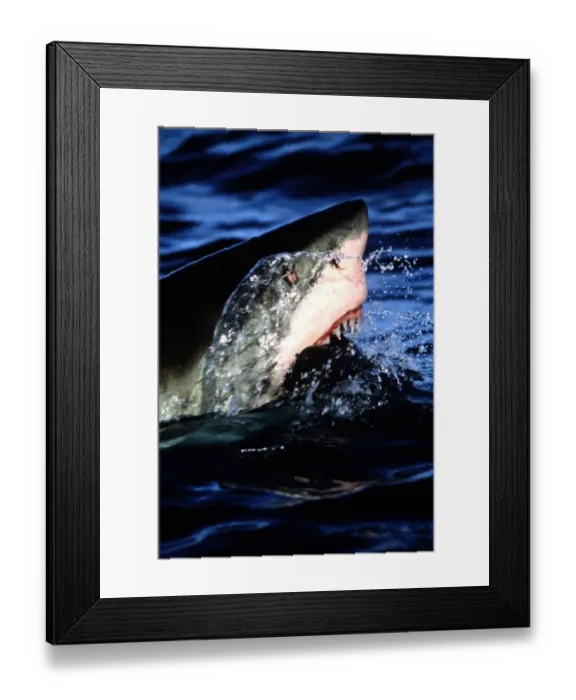 Framed Print : Great White Shark- Jaws Open