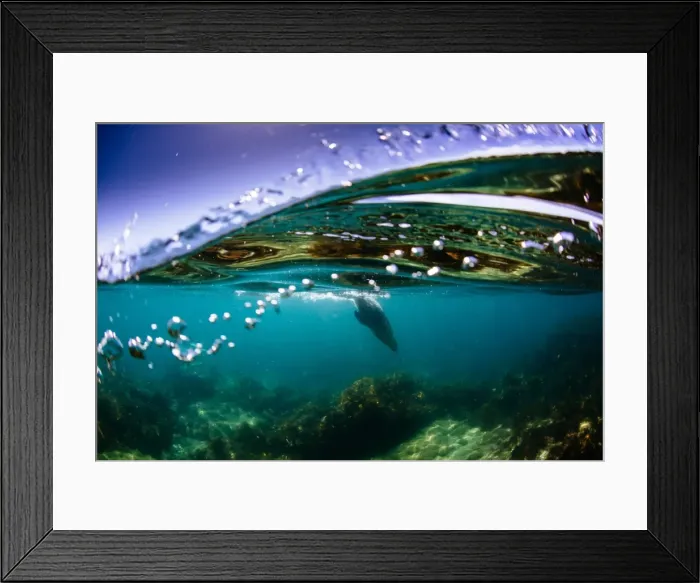 Framed Print : Wild Sea lion swimming, Port Lincoln Framed Print : Wild Sea lion swimming, Port Lincoln