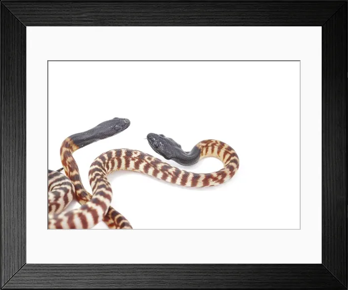 Framed Print : Black-headed Pythons (Aspidites melanocephalus) Framed Print : Black-headed Pythons (Aspidites melanocephalus)
